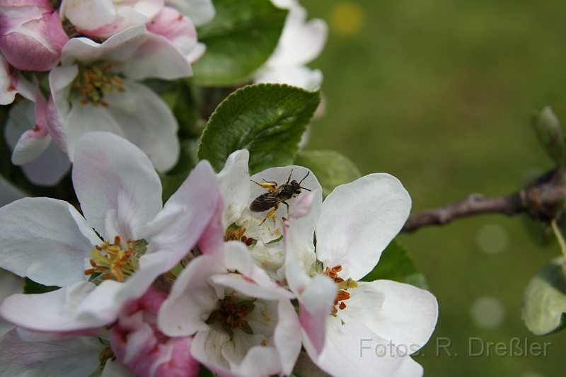 Honigbiene.JPG - fleisige Biene,Habe die Biene in unserem Garten am Apfelbaum beobachtet. Nett sind die durch den Blütenpollen dicken Hinterbeine...