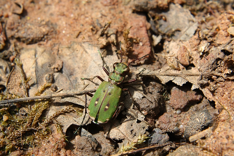 Sandlaufkaefer.JPG - Feld-Sandläufer, Feldsandlaufkäfer (Cicindela campestris)grün, mit gelblichweißen Flecken auf den Deckflügeln, ca. 1 - 1,5 cm lang