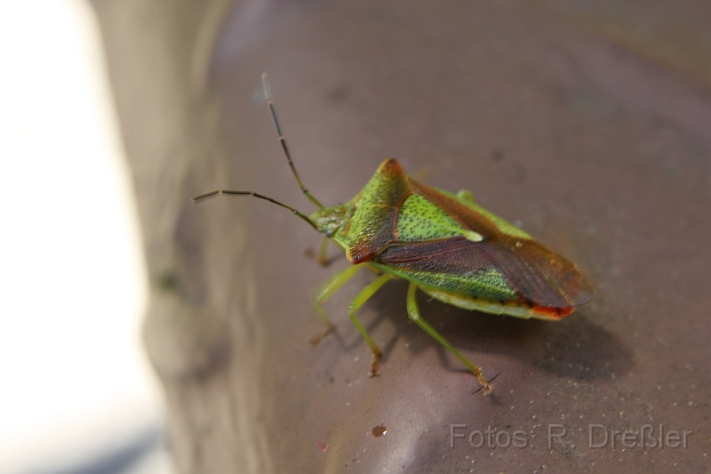 Stachelwanze.JPG - Wipfel-Stachelwanze, (Acanthosoma haemorrhoidale)Sie haben einen schwarz-gelb längs gestreiften Kopf, Körper bunt (grün bis braunrot), Halsschild hat stachelartige Fortsätze und ist mit schwarzen Punkten übersät, ca 1,5 - 1,7 cm groß
