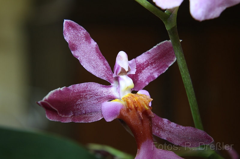 Orchidee.JPG - Orchideenblüte