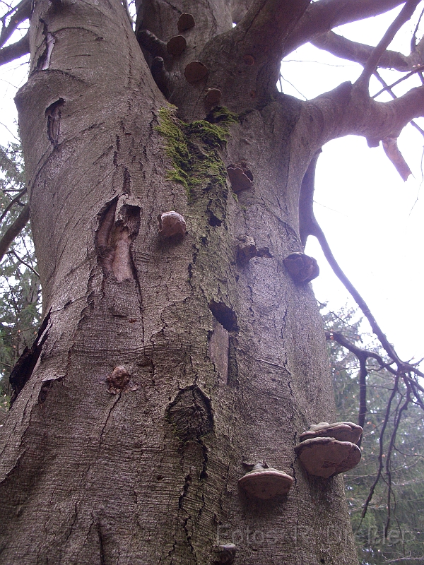 Baumpilze.JPG - Baumpilze im Gegenlicht