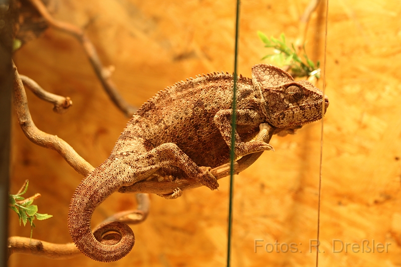 Chamaeleon_2.JPG - Madagaskar-Riesenchamälion, Furcifer oustaleti,aus .. ja klar, Madagaskar,Habe das Bild in der Reptilienshow in Wolfsburg gemacht.