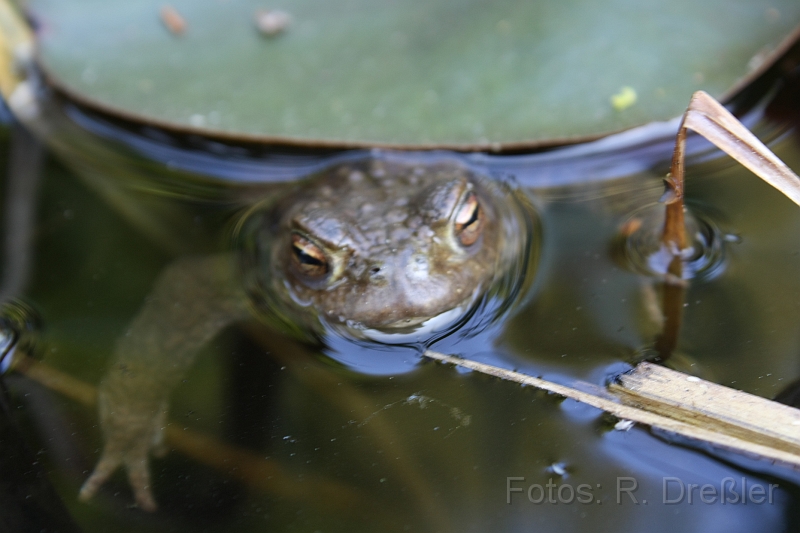 Frosch.JPG - Frosch in Nachbars Garten