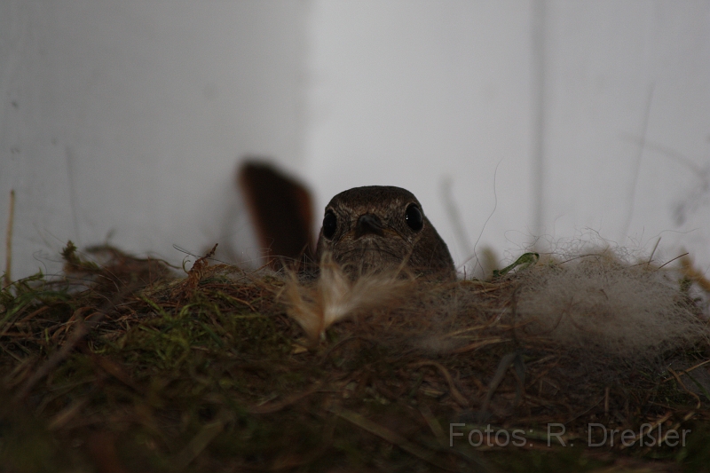 Hausrotschwanz.JPG - ein Hausrotschwanz bewacht das Nest