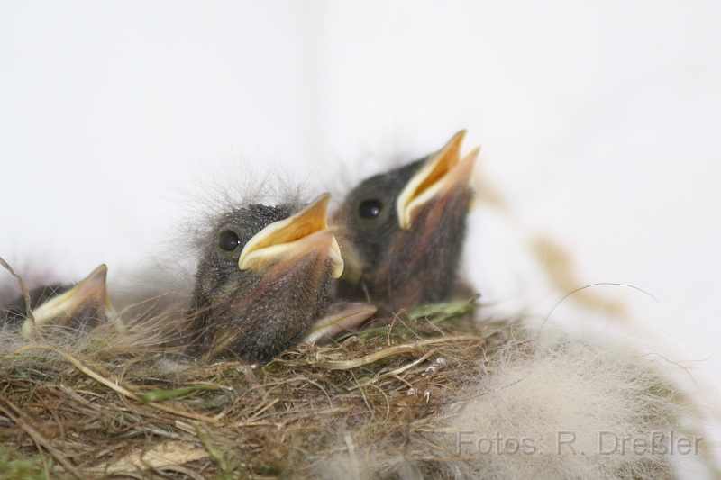 Hausrotschwanzkuecken.JPG - vier kleine Hausrotschwänze. Mama ist gerade weg und sie sind noch immer hungrig.