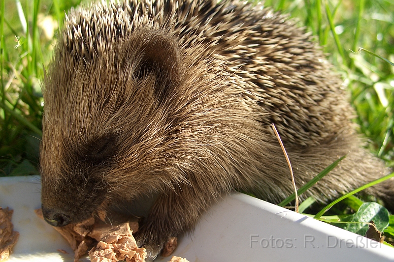 Igelbaby.JPG - ein Igelbaby,Unsere Katze wollte nichts mehr fressen, das Igelchen schon...