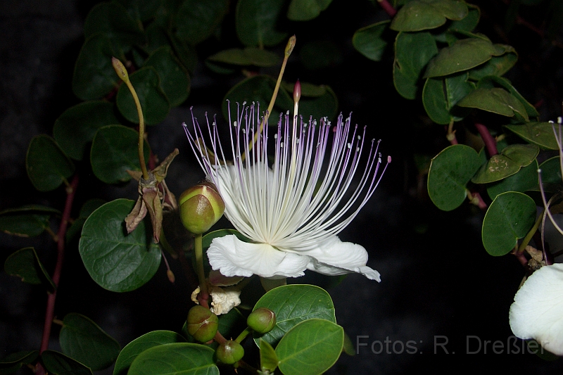 Kapernbluete.JPG - Kapernblüte am Gardasee am Abend