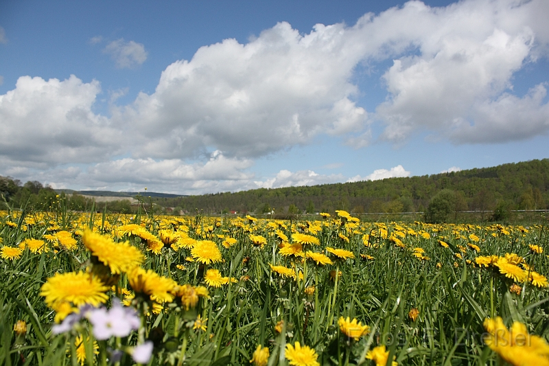 Loewenzahn.JPG - Löwenzahnwiese in Dorndorf