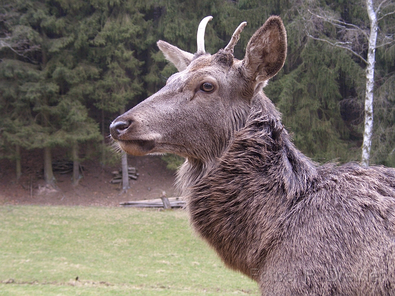 Rotwild.JPG - neugieriges Rotwild