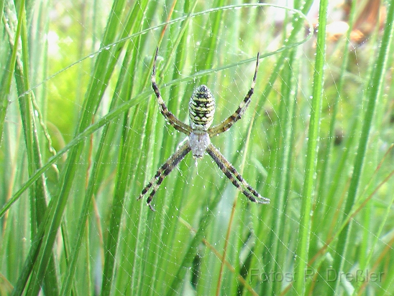Wespenspinne.JPG - Wespenspinne, Zebraspinne, Tigerspinne oder Seidenbandspinne (Argiope bruennichi),typisches gelb-weiß gestreiftes Hinterteil mit schwarzen Bändern,Weibchen, ca 2,5 cm groß 