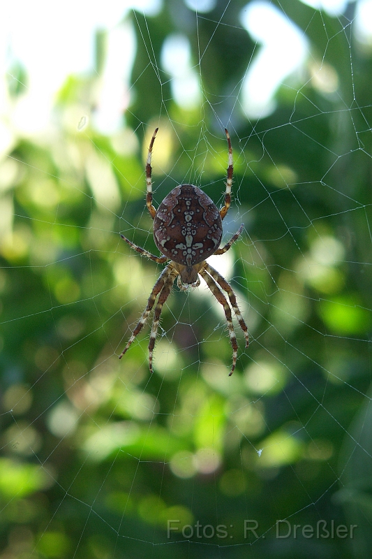 gartenkreuzspinne.JPG - Gartenkreuzspinne (Araneus diadematus),Kreuz aus zusammengesetzten Flecken auf der oberen Seite des Hinterleibs ( vier längliche und einem kleinen, kreisförmiger Fleck in der Mitte)Weibchen, ca. 1,8 cm groß