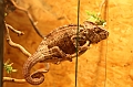 Chamaeleon_2
