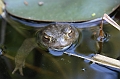 Frosch